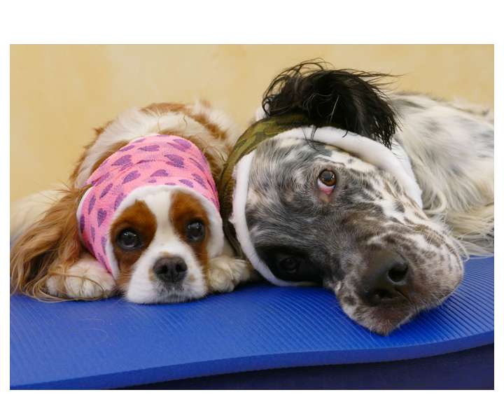 Erste Hilfe am Hund Eine Einführung Physiotherapie für Hunde